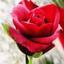 Beautiful Flower Wallpapers APK