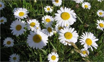 Beautiful Flower Wallpapers 海報