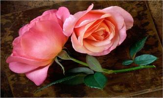 Beautiful Flower Wallpapers 截圖 1