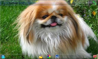 Dog Images screenshot 1