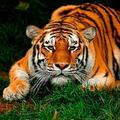 Tiger Wallpapers