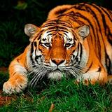 آیکون‌ Tiger Wallpapers