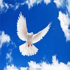 Dove or Pigeon Wallpapers آئیکن