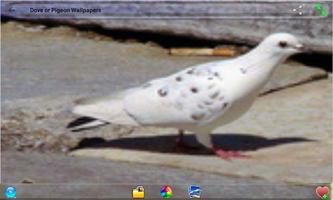 Dove or Pigeon Wallpapers capture d'écran 3