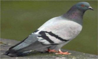 Dove or Pigeon Wallpapers screenshot 1