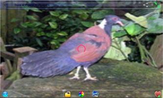 Dove or Pigeon Wallpapers capture d'écran 2