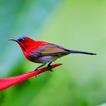 Birds Wallpapers