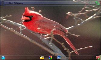 Birds Wallpapers syot layar 1