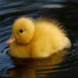 Pato Wallpapers ícone