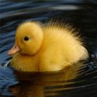 Duck Wallpapers আইকন