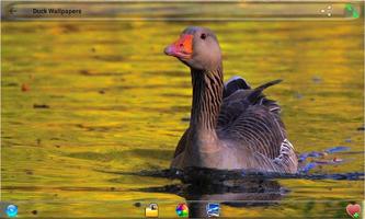Duck Wallpapers capture d'écran 3