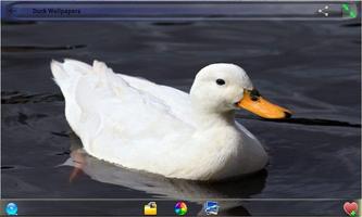 Duck Wallpapers Affiche