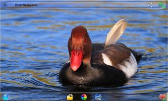 Duck Wallpapers স্ক্রিনশট 1