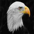 Eagle  wallpapers
