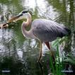 Heron Wallpapers