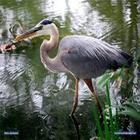 hình nền Heron biểu tượng
