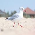 Seagull Wallpapers