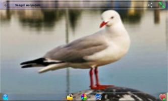 Seagull Wallpapers 포스터