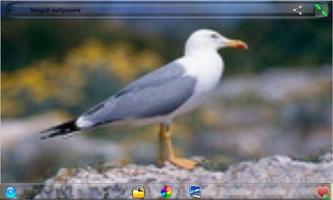 Seagull Wallpapers screenshot 1