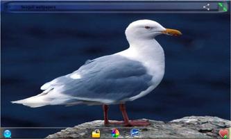 Seagull Wallpapers screenshot 2