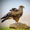 Stunning Eagles