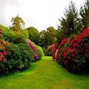 Stunning Nature Wallpapers APK