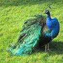 Peacock Wallpapers APK