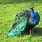 Peacock Wallpapers آئیکن
