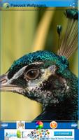 Peacock Wallpapers پوسٹر