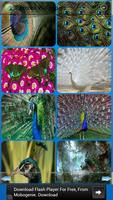 Peacock Wallpapers اسکرین شاٹ 1