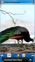Peacock Wallpapers اسکرین شاٹ 2