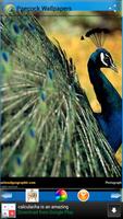 Peacock Wallpapers اسکرین شاٹ 3