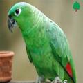 Parrot Wallpapers