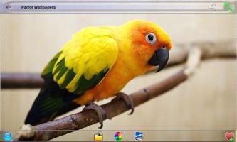 Parrot Wallpapers capture d'écran 3
