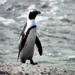 Penguin  Wallpapers