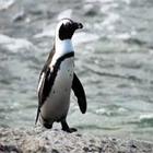 Penguin  Wallpapers simgesi