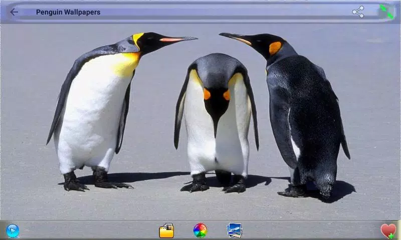 Android 用の ペンギンの壁紙 Apk をダウンロード