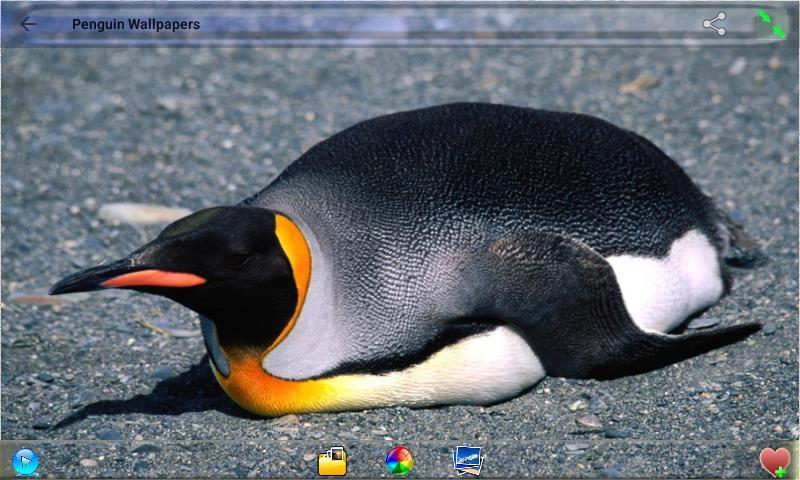 Android 用の ペンギンの壁紙 Apk をダウンロード