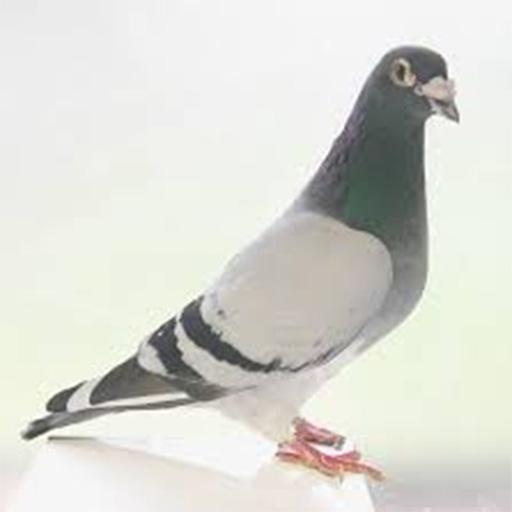 Pigeon Wallpapers