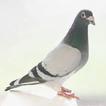 Pigeon Wallpapers