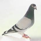 Pigeon Wallpapers آئیکن