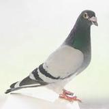 Pigeon Wallpapers icon