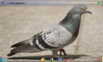 Pigeon Wallpapers পোস্টার