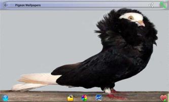 Pigeon Wallpapers স্ক্রিনশট 1