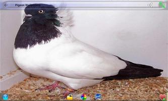 Pigeon Wallpapers screenshot 2