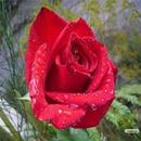 Red Wallpapers APK