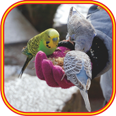 Budgie Sounds Mp3 icon