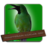 Cucak Ijo Gacor Ngeplong