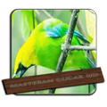 Masteran Cucak Ijo Mp3