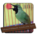 Suara Cucak Ijo